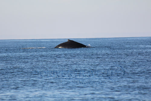 Balena dalla barca, Isole nel Mar Arabico. Oman